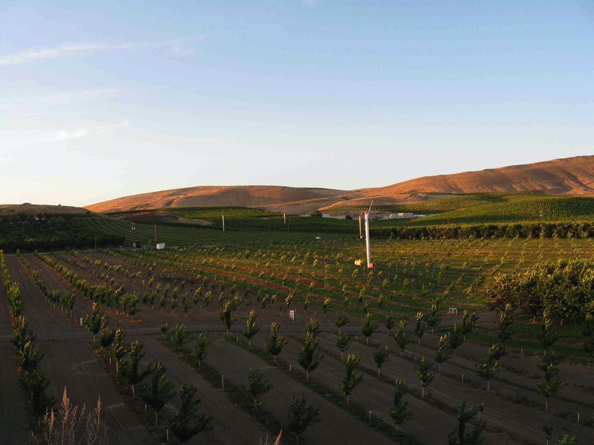 Protecting new orchard against frost